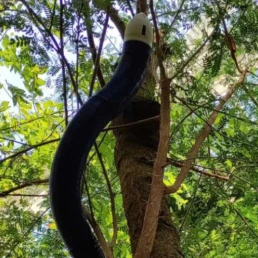 Ejemplo de Robot Autonomo Trepando un Arbol